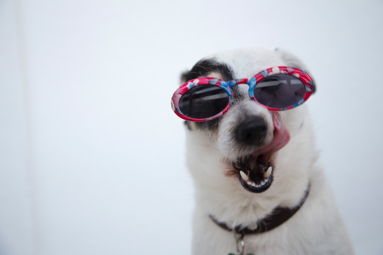 What Are The Best Dog Friendly UK Holidays?