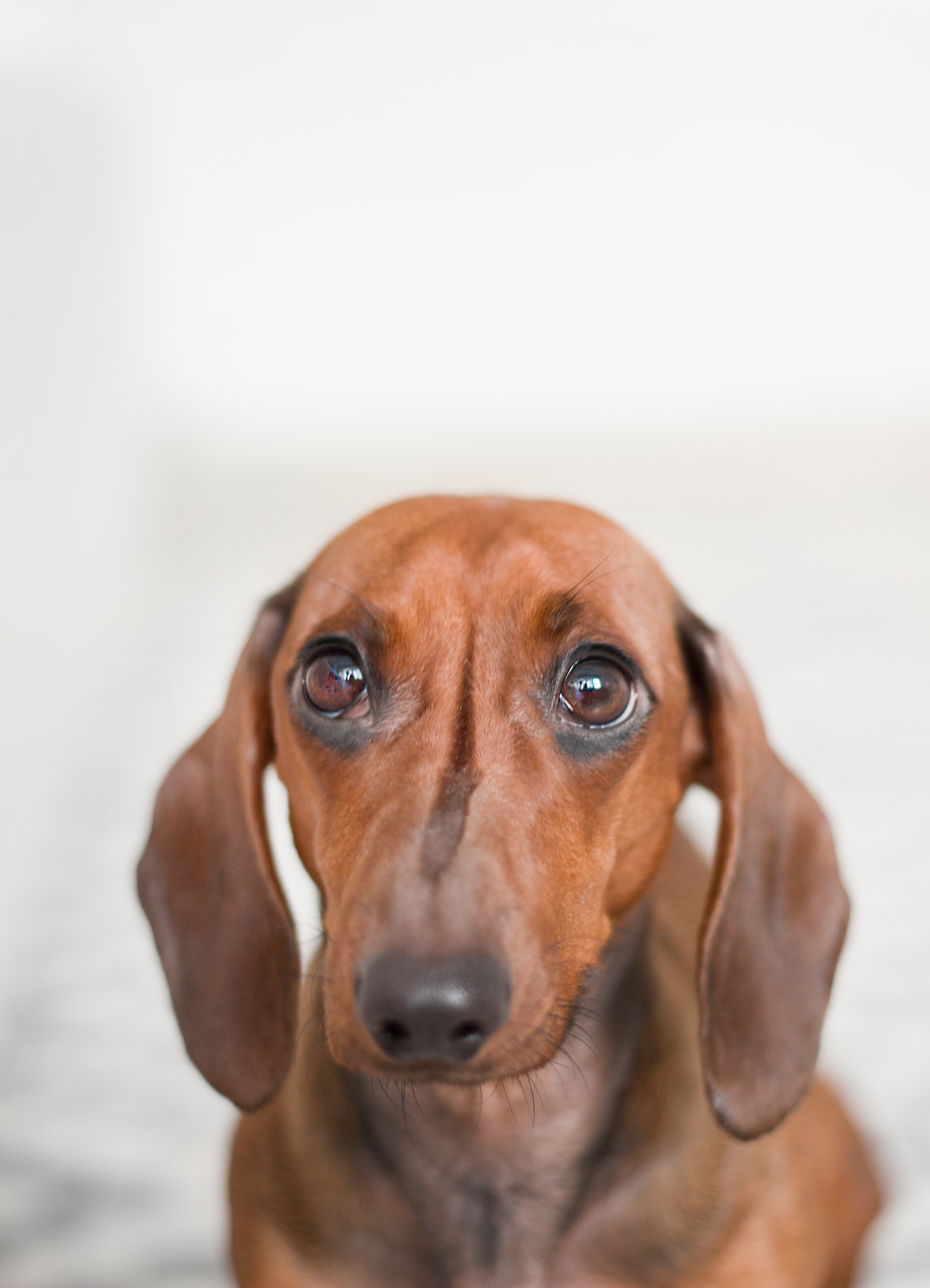 Adopting A Dog: Our Top Tips For New Pet Owners.