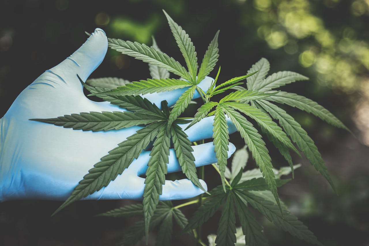 CBD For Health: The Only Guide You Need To Use It Safely.