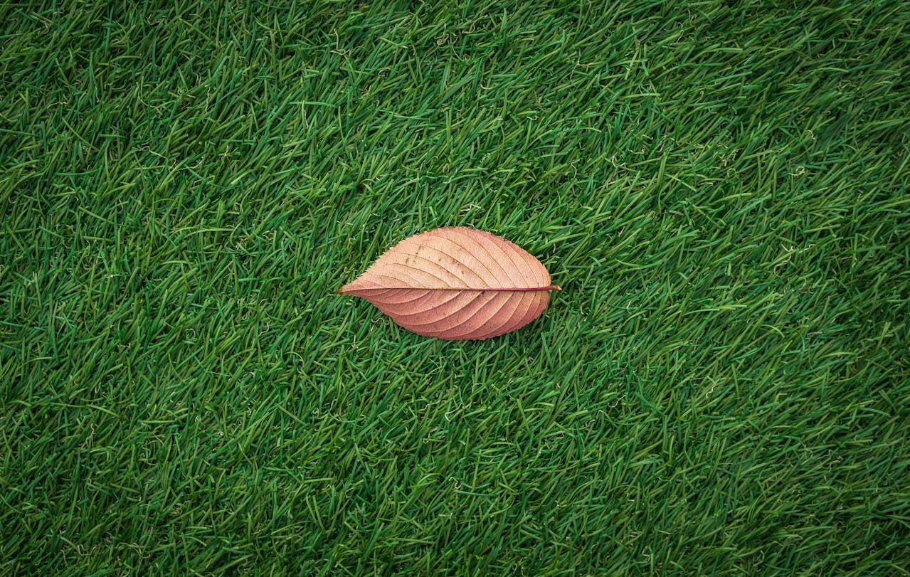 From Living Room To Lawn: Simple Ways To Refresh Your Home.