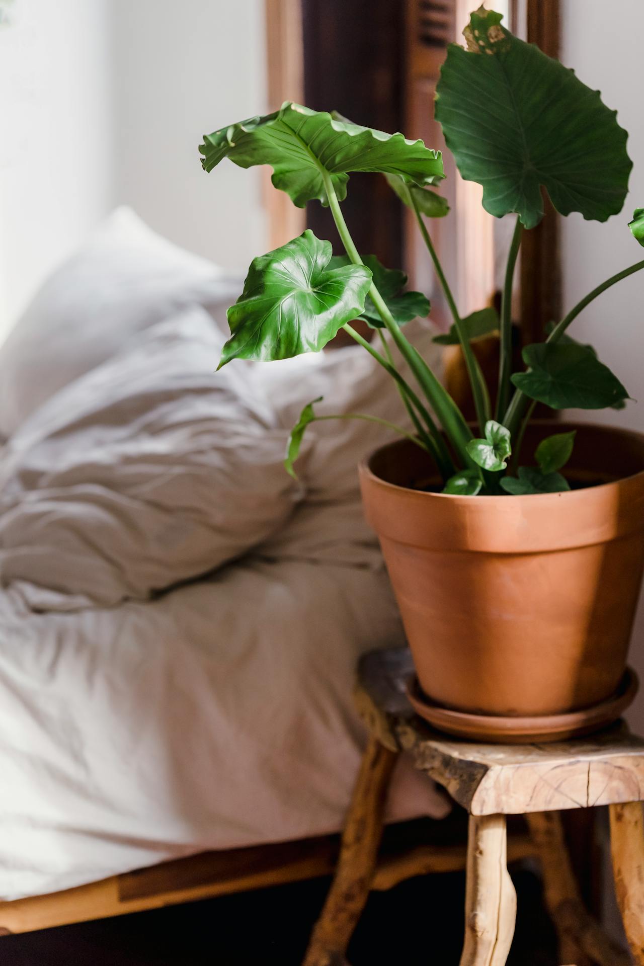 The Small Home Design That Has A Big Impact.